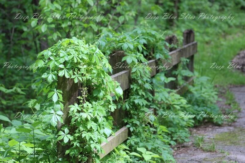 Overgrown Bridge