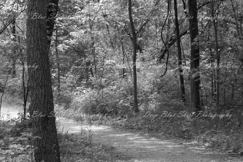 Black Forest