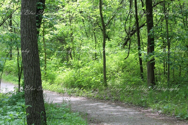 Forest Path