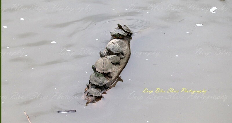 Turtles Sunbathing