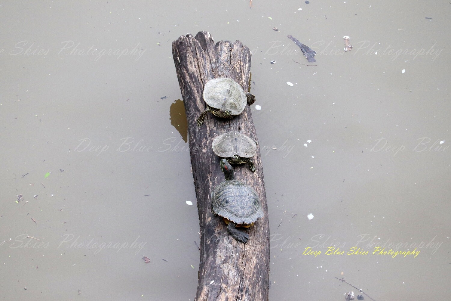 Turtles On A Log