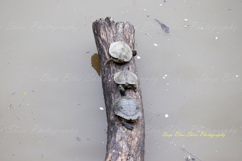 Turtles On A Log