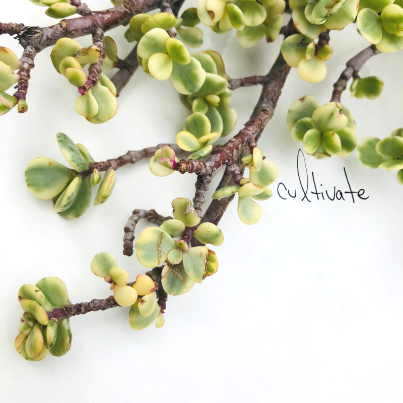 cultivate tiny book