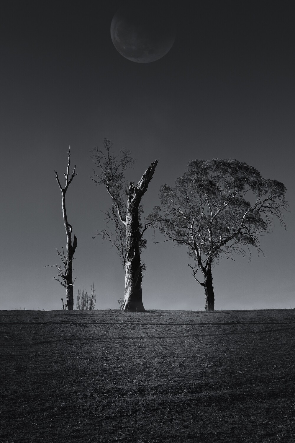 Australian Tree Series: Gum Trees #3