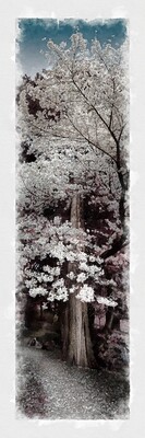 Watercolour Blossom