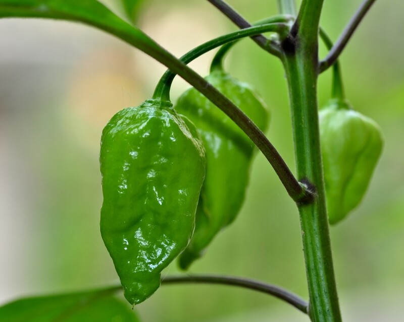 5 Fresh Cut CaerChilli Naga