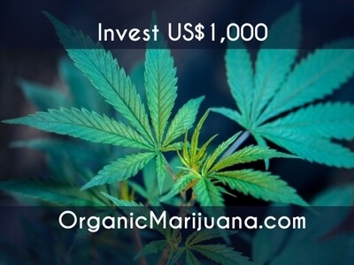 2,000 Shares in OrganicMarijuana.com