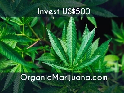 1,000 Shares in OrganicMarijuana.com