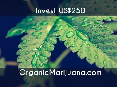 500 Shares in OrganicMarijuana.com