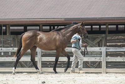 Yearling Show Entry 00005