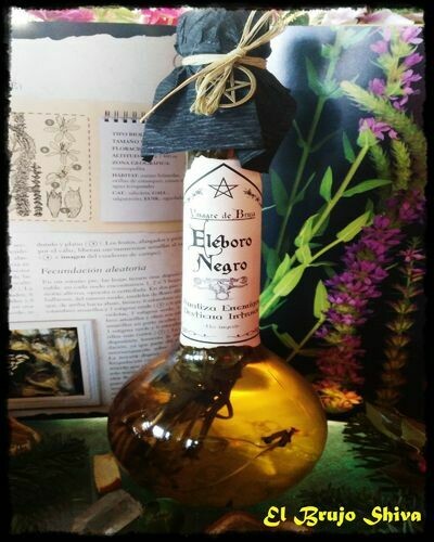 Eléboro negro