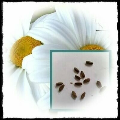 Margarita Gigante Margarita Gigante