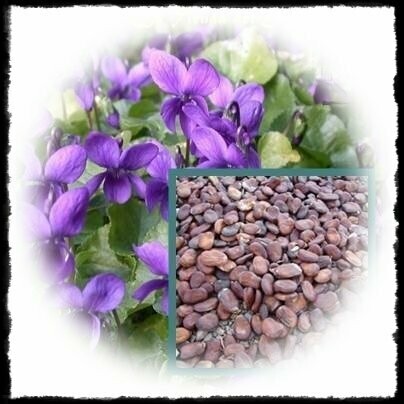 Violeta