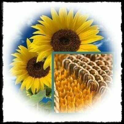 Girasol Enano