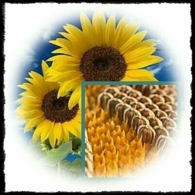 Girasol Enano