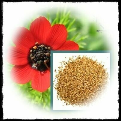 Gota de Sangre (Adonis)