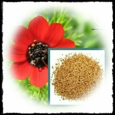 Gota de Sangre (Adonis)