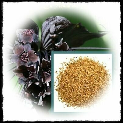 Flor de Murcilégalo