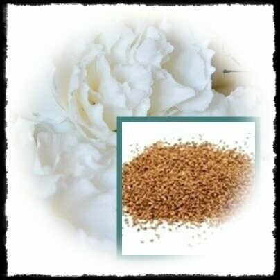 Clavel Blanco