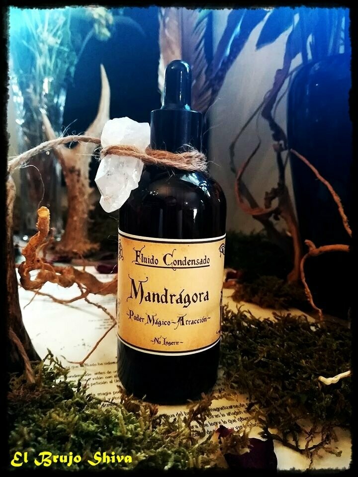 Mandrágora