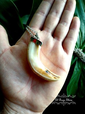 Colmillo Jabalí Natural Colmillo Jabalí Natural