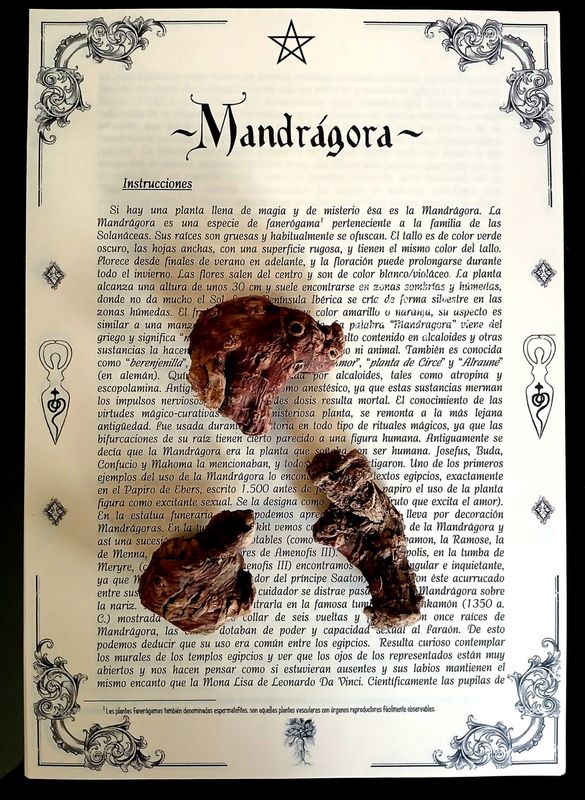 Raíz de Mandrágora Raíz de Mandrágora