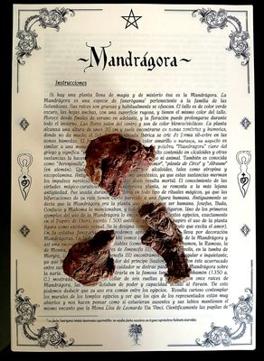 Raíz de Mandrágora Raíz de Mandrágora