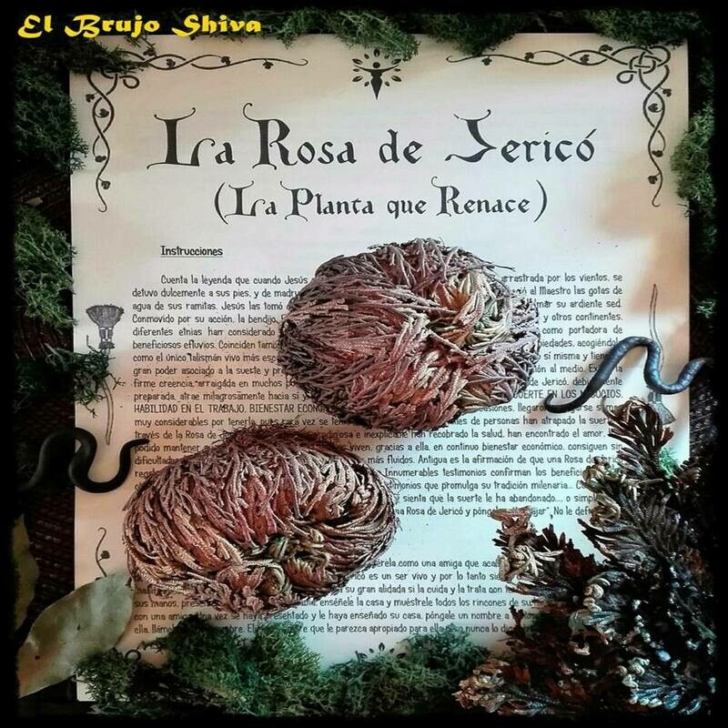 Rosa de Jericó Rosa de Jericó