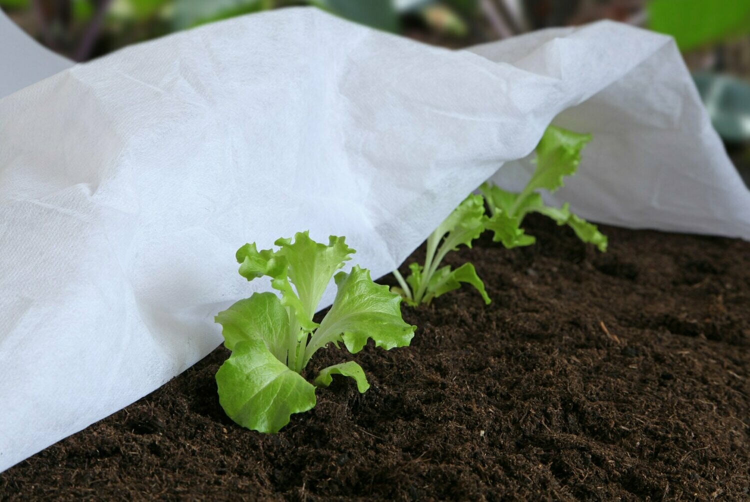 Harvest pre-harvest fleece, reinforced side edges 23g/m², 10 pcs.