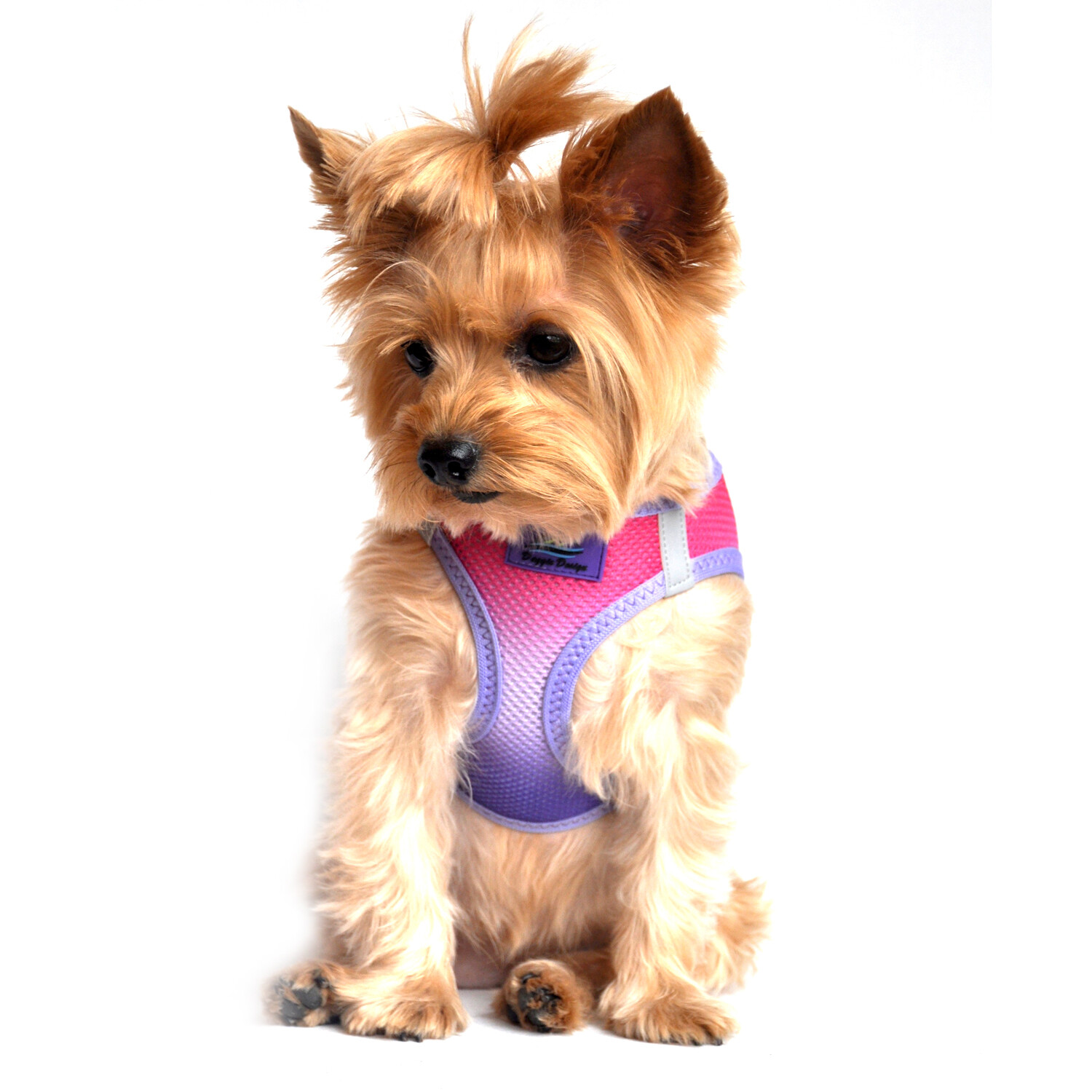 American River Dog Harness Ombre Collection - Raspberry Sundae