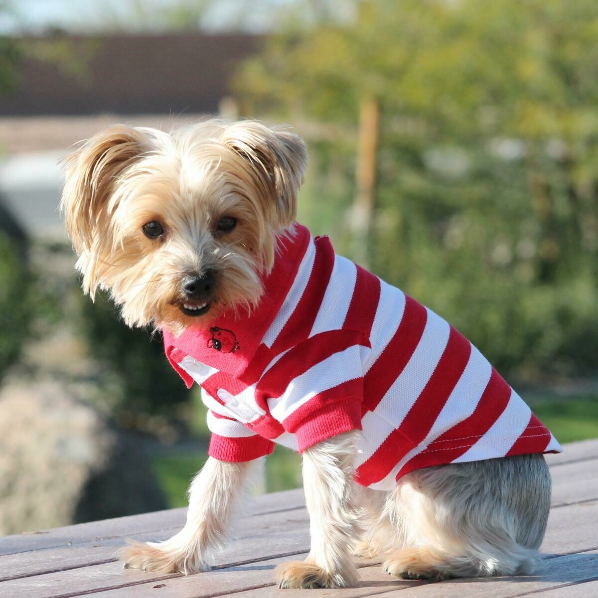 Polos Striped - Flame Scarlet Red &amp; White