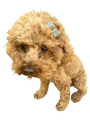 Teenie Tiny Ultra Suede Hair Bows, Horizon Blue