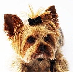 Teenie Tiny Ultra Suede Hair Bows, Black