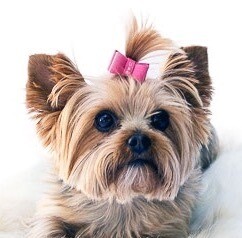 Teenie Tiny Ultra Suede Hair Bows, Fuschia