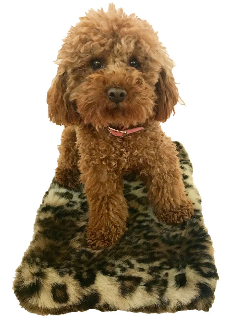 Crate Liner, Animal