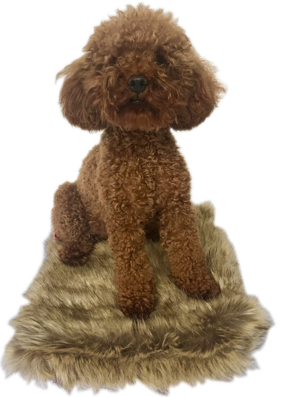 Crate Liner, Brown, Coyote