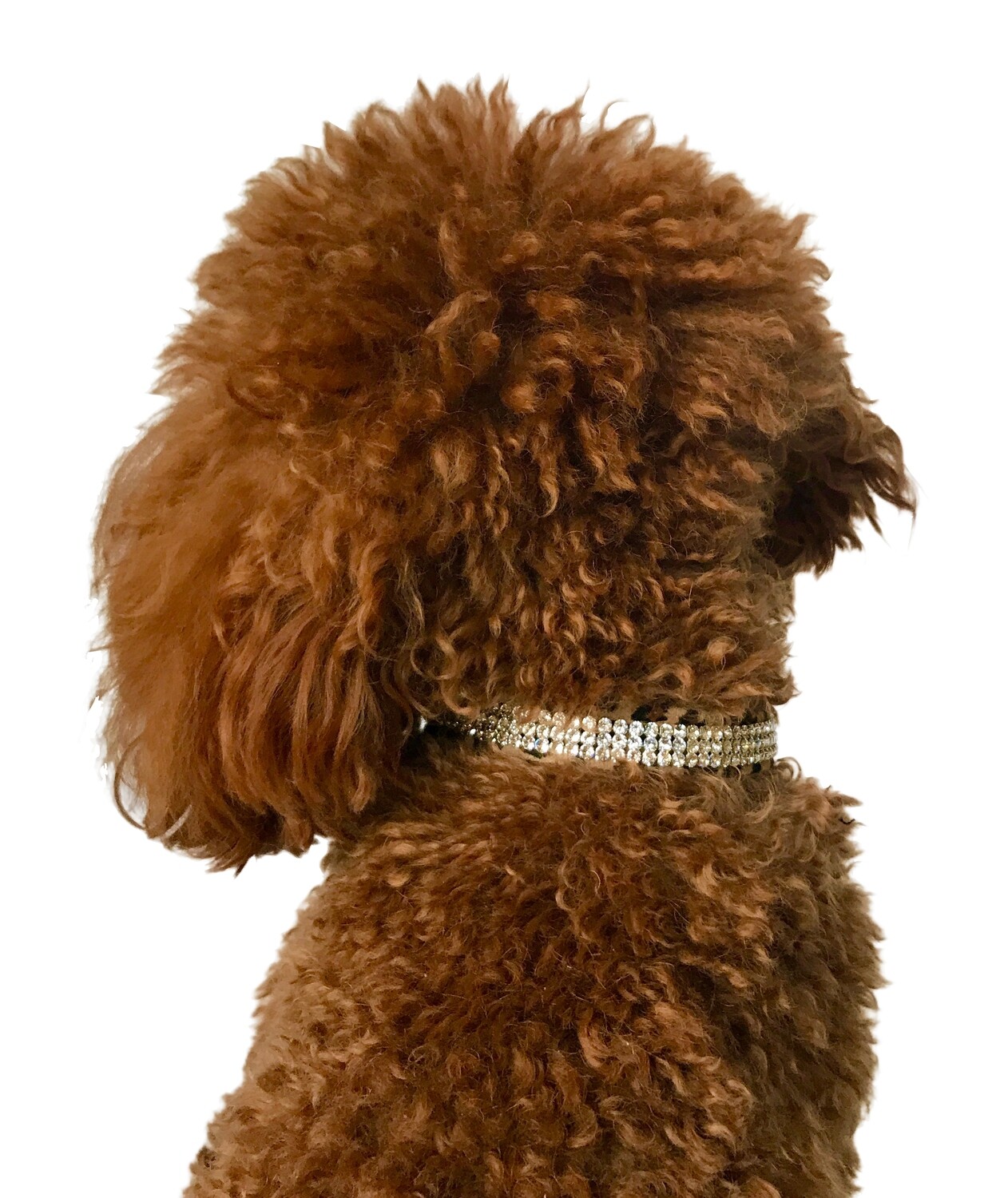Movie Star Collar 3 Row w/ Swarovski, Cheetah