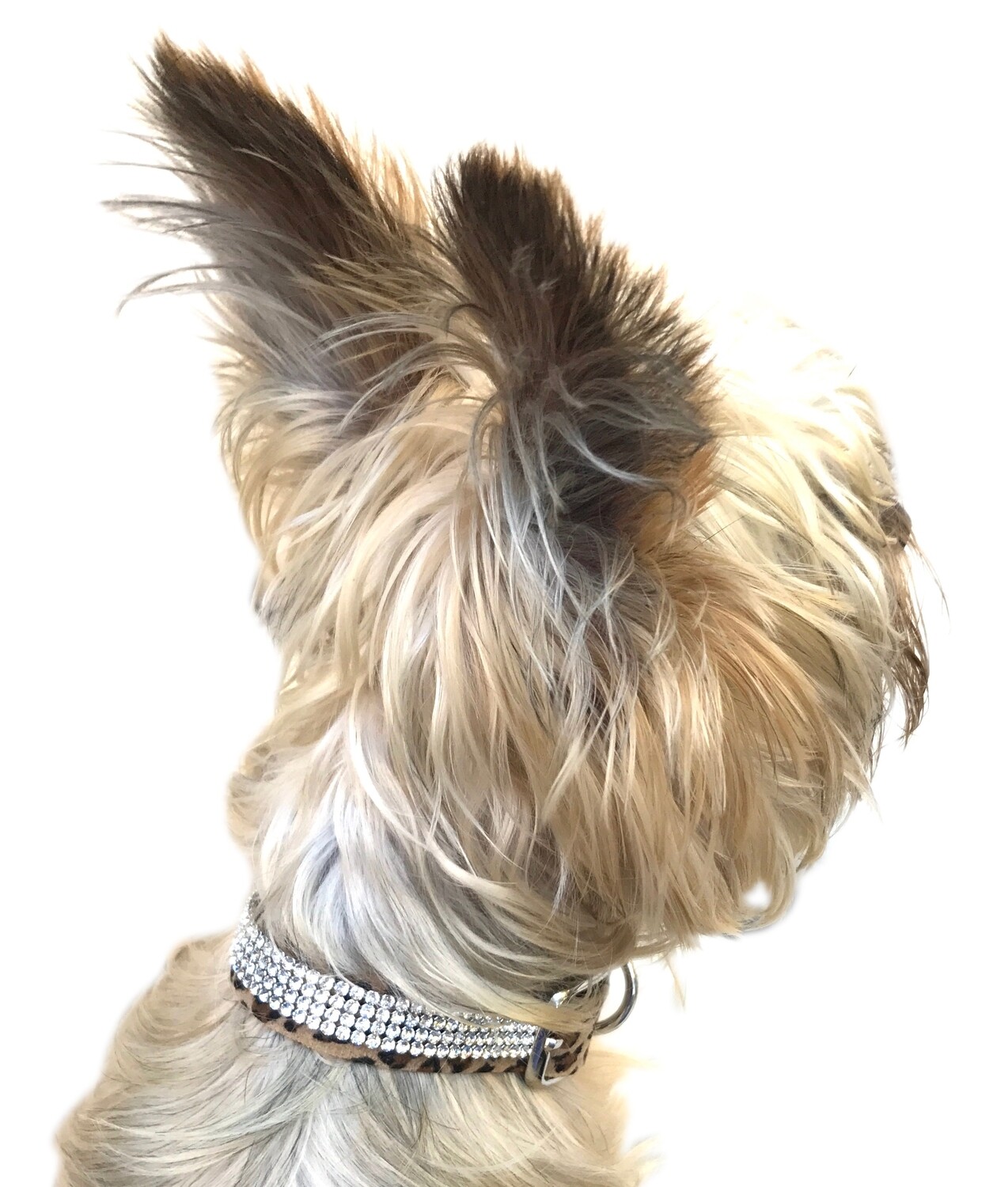 Movie Star Collar 3 Row w/ Swarovski, Cheetah 2
