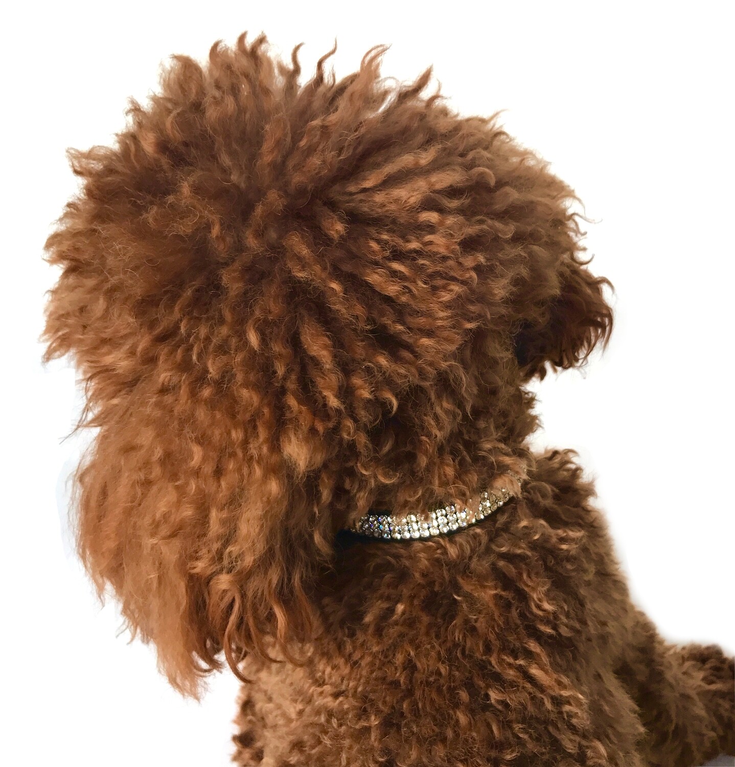 Movie Star Collar 3 Row w/ Swarovski, Black