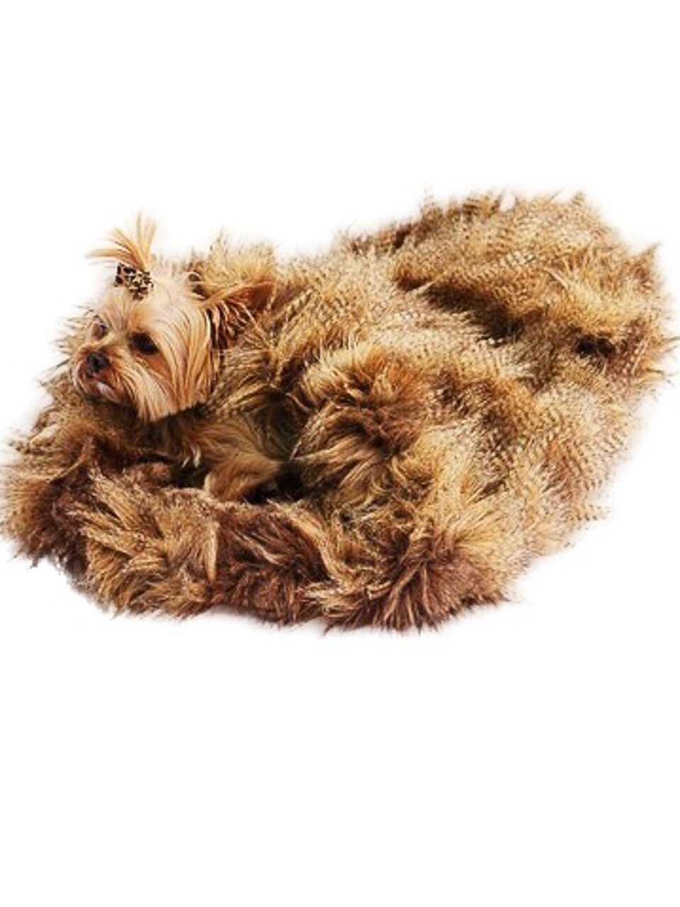 Cozy, Luxury, Porcupine