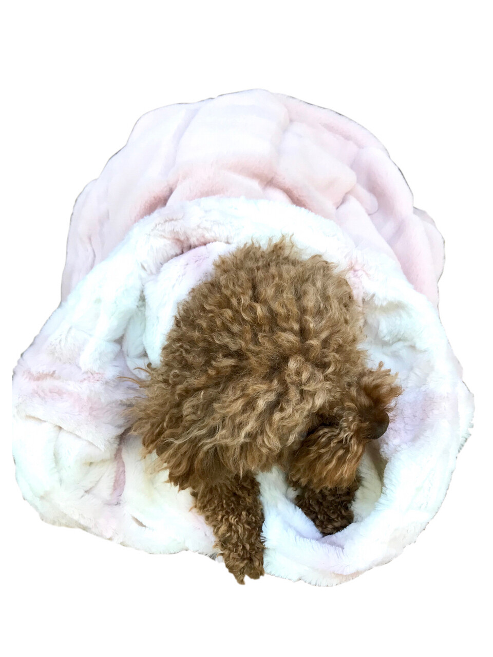 Cozy, Reversible Angora/Koala in Rosewater Ombre