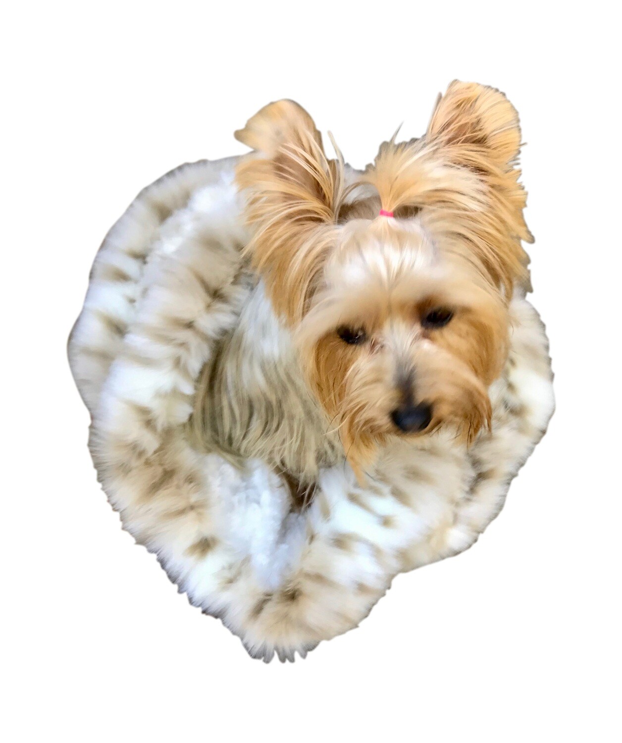 Cozy, Sno Leopard