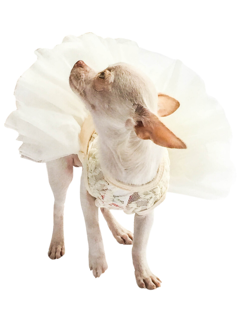 Fufu Tutu, Ivory Lace