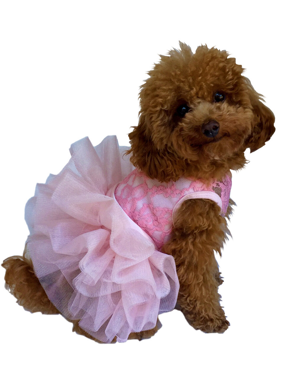 Fufu Tutu, Pink Lace