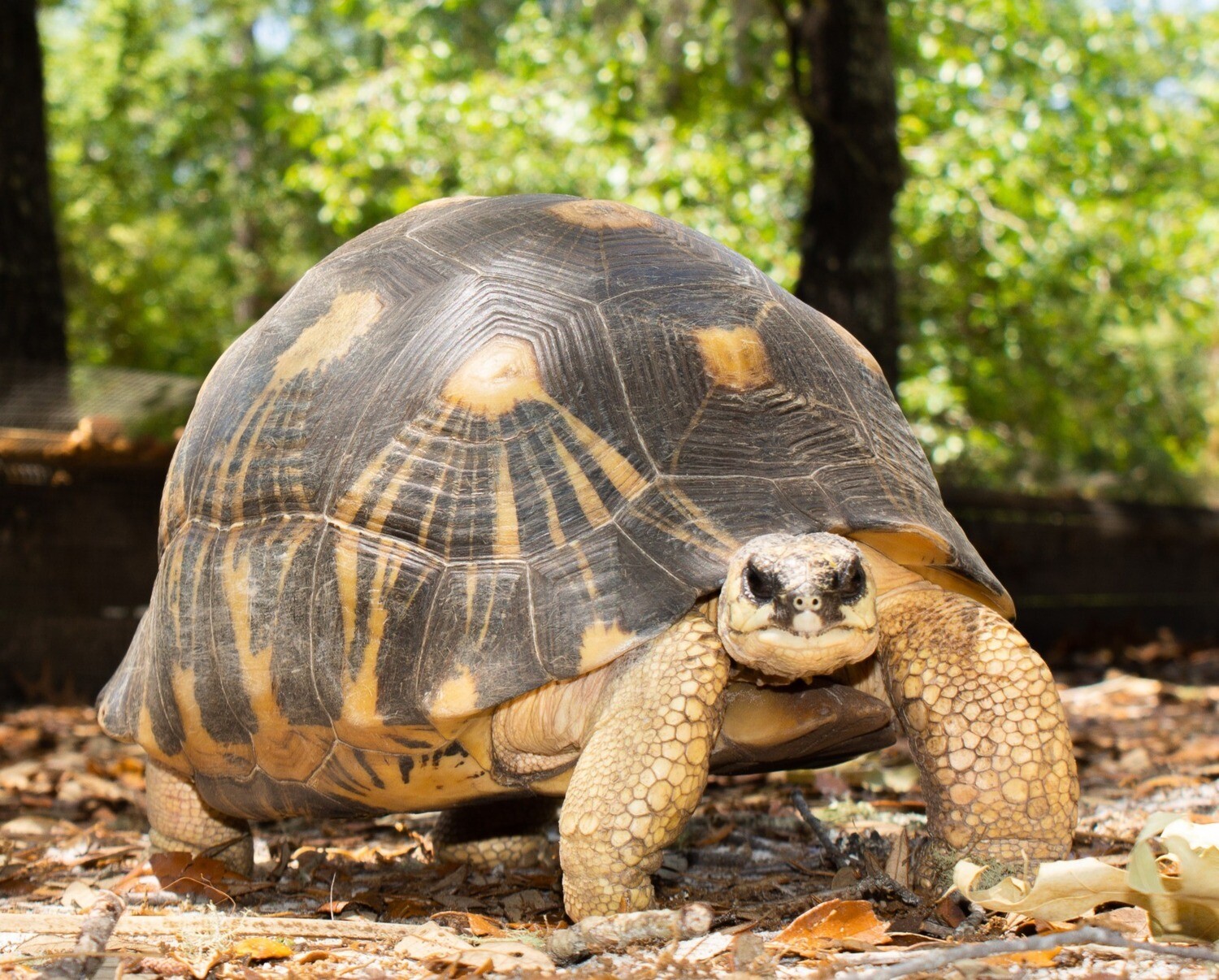 $25 Virtual Radiated Tortoise Adoption