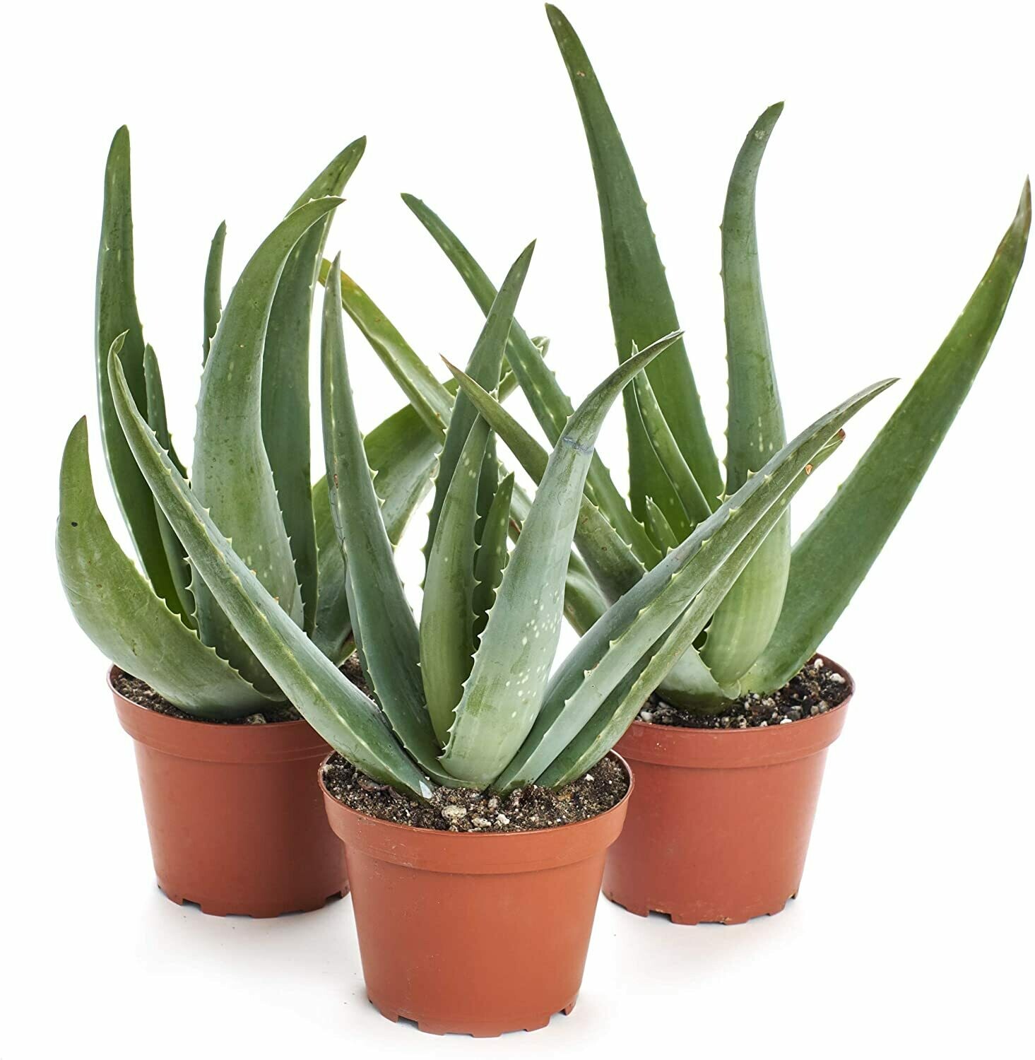 Aloe Aloe