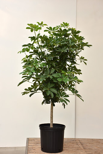 Schefflera Arboricola Tree Schefflera Arboricola Tree