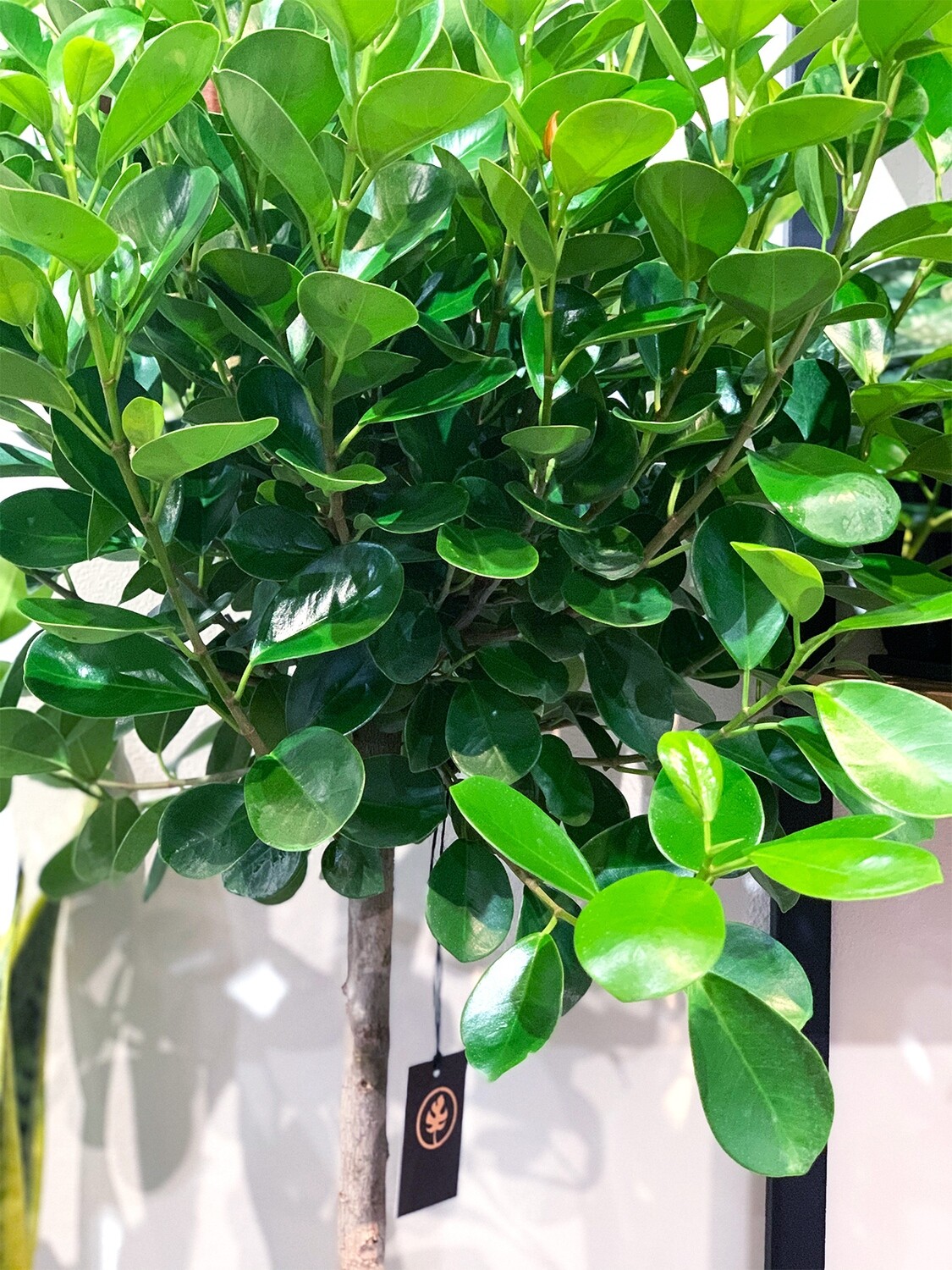 Ficus Moclame (daniella) Ficus Moclame (daniella)