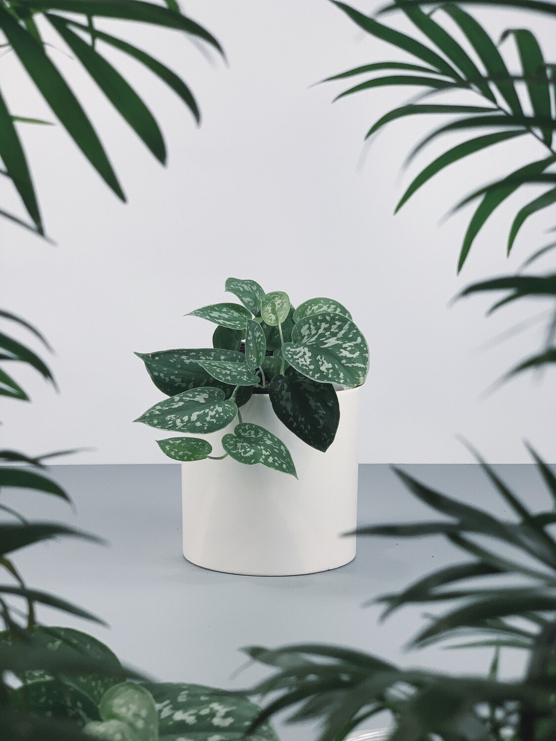 Minimalist Minimalist