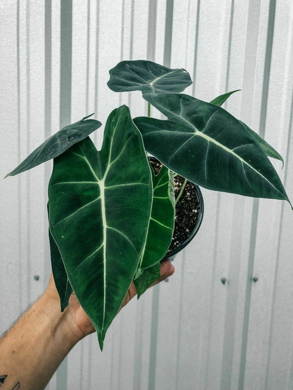 Alocasia Frydek Alocasia Frydek